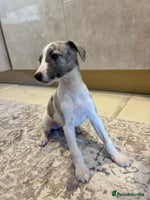 Whippet dogs - Advert 3