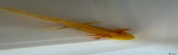 Axolotl reptiles for sale: Axolotl - Advert 27