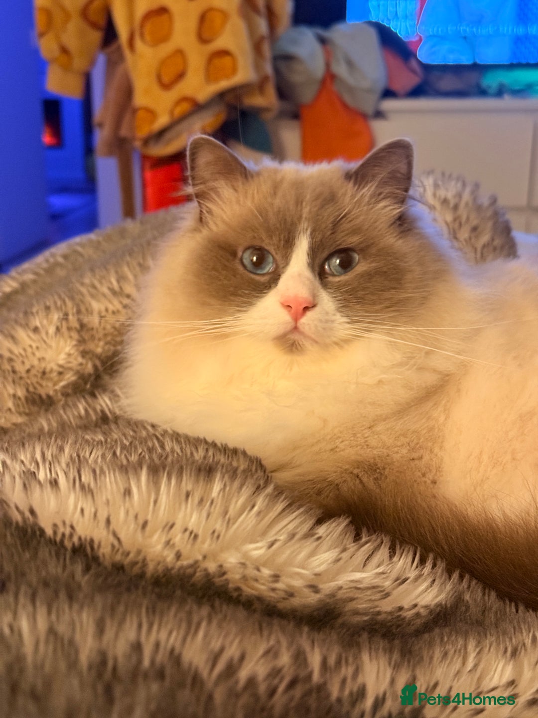 Ragdoll cats for sale: Three gorgeous ragdolls for sale  - Image 6