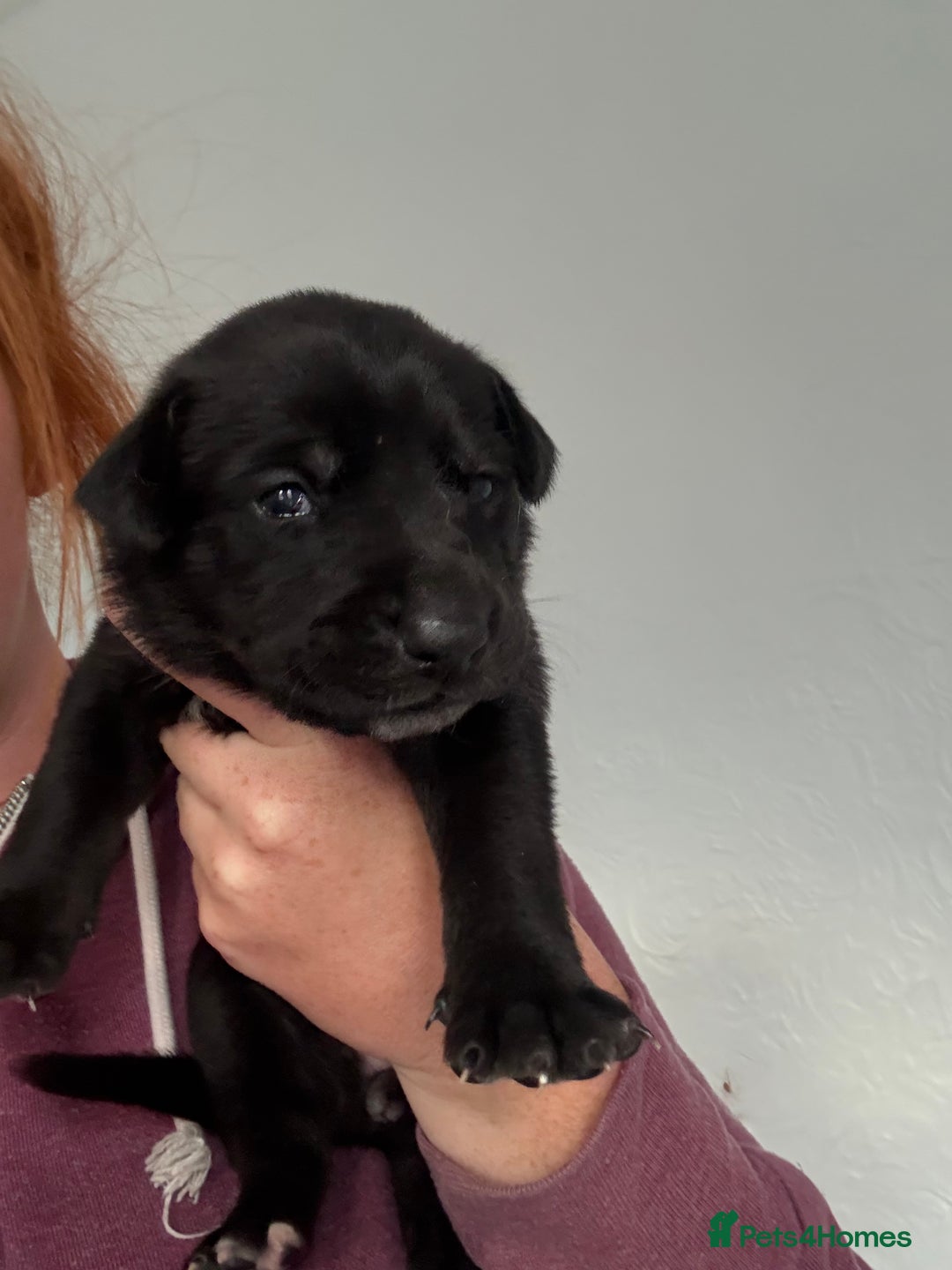 Mixed Breed dogs for sale: Great Dane X German Shepherd’s  - Image 16