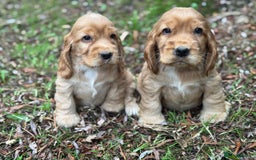 Cocker Spaniel dogs for sale: BEAUTIFUL KC SHOW TYPE COCKER SPANIELS  - Image 1