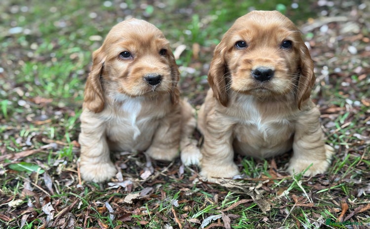 Cocker Spaniel dogs - Advert 8