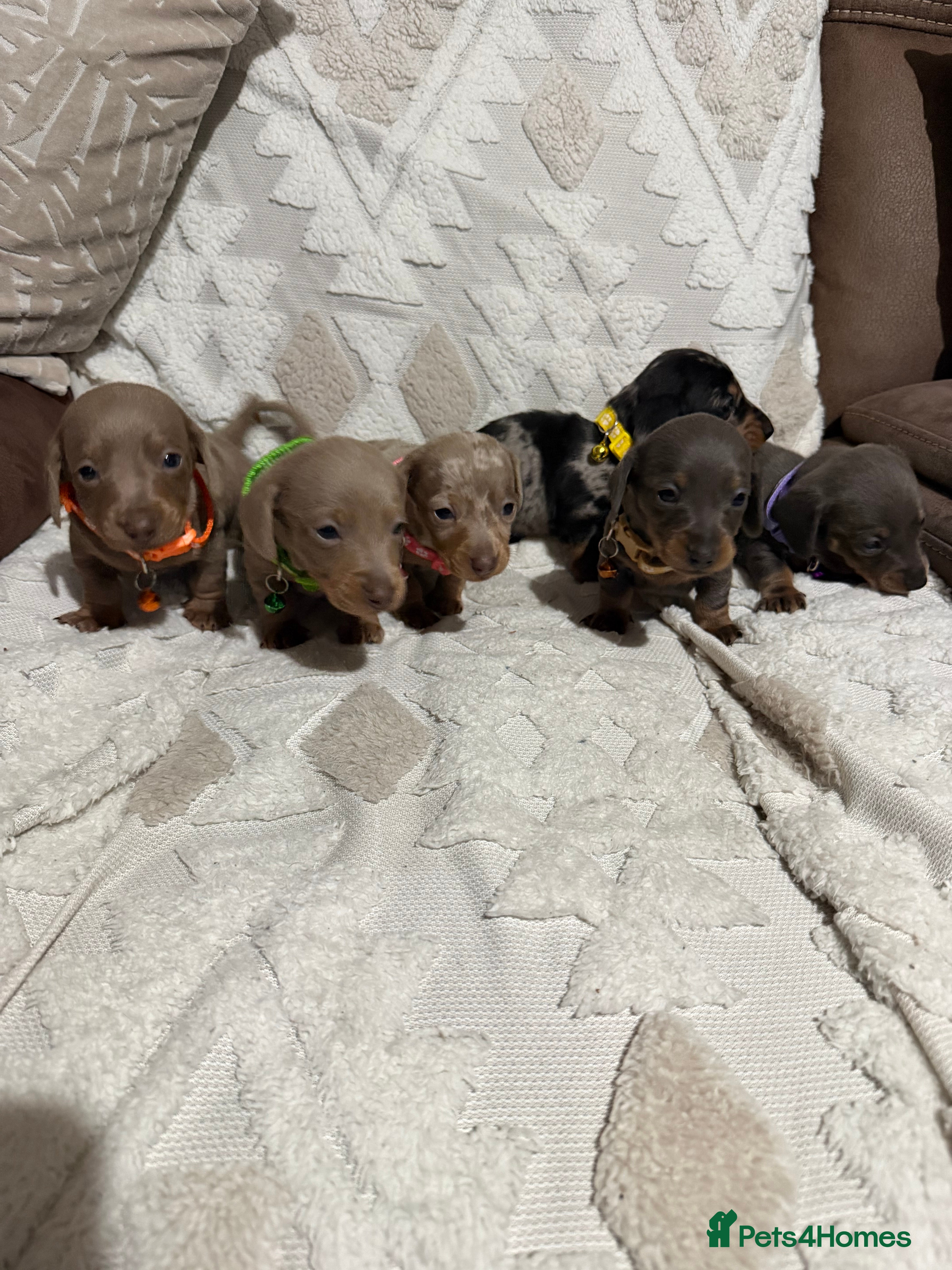 Dachshund dogs Beautiful dachshund puppies  - Advert 1