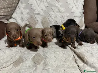 Dachshund dogs Beautiful dachshund puppies - Advert 1