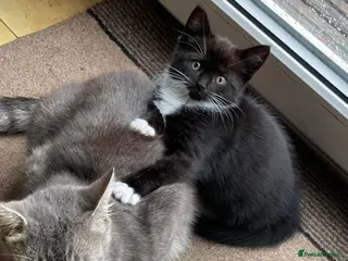 Mixed Breed cats 1 Beautiful Black & White Female Kitten Left - Advert 3