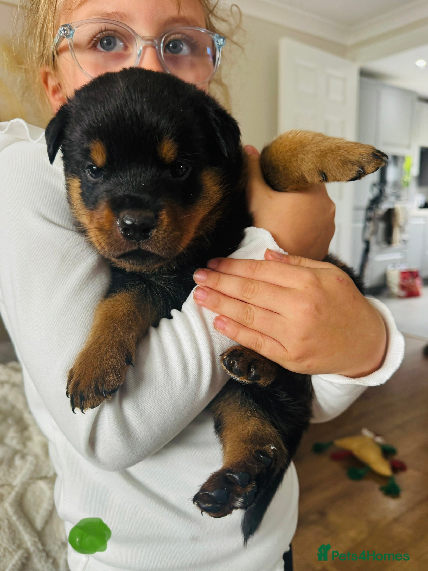 Rottweiler dogs for sale: Pedigree Rottweiler puppies for sale - Advert 29