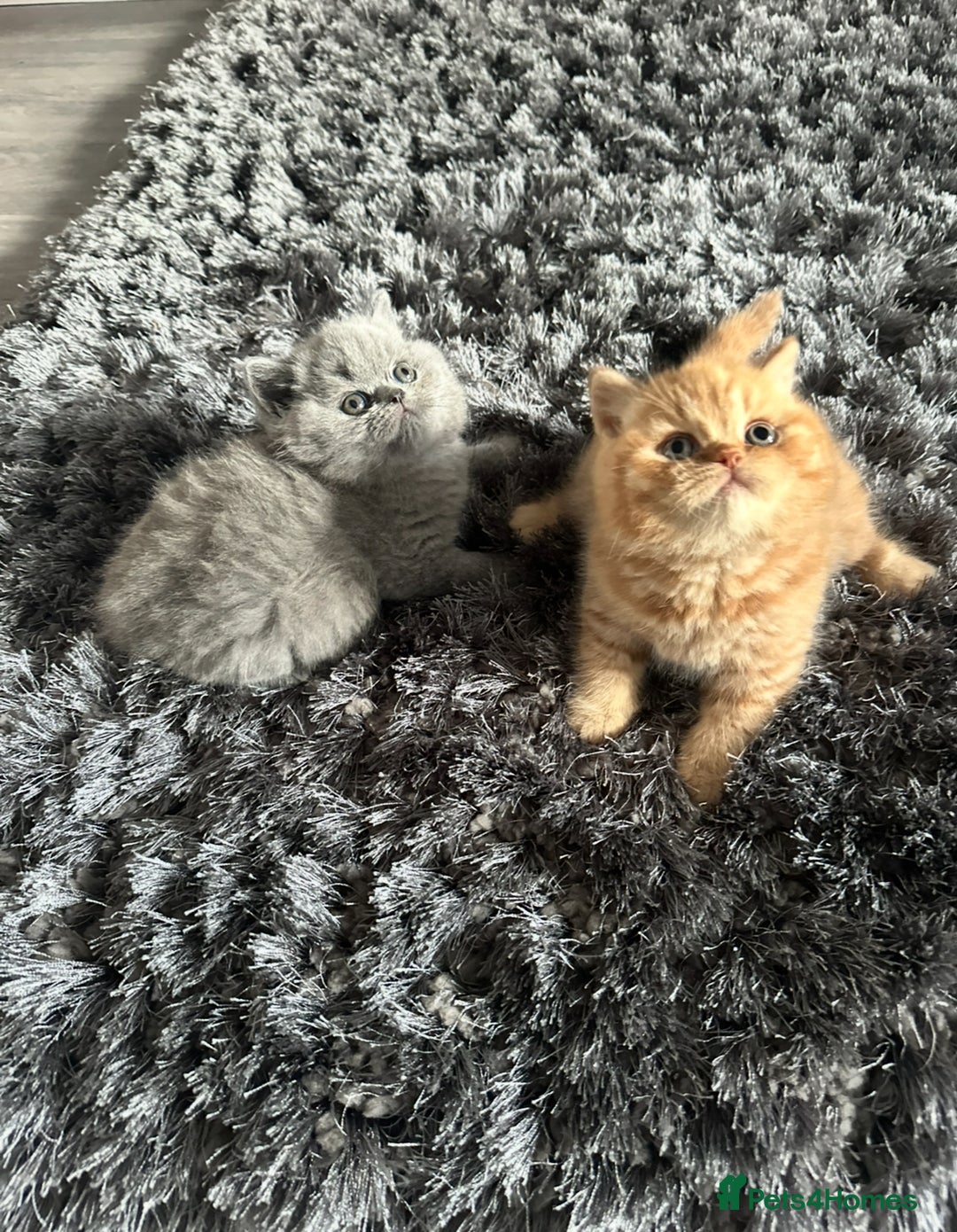British Shorthair cats for sale: GCCF registered British longhairs and Shorthairs - Image 9