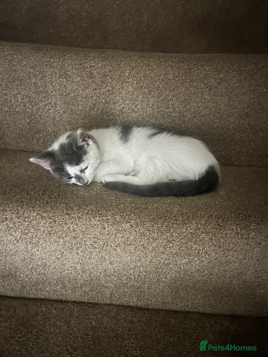 Mixed Breed cats for sale: Beautiful mix breed cat in Cleethorpes - Advert 10