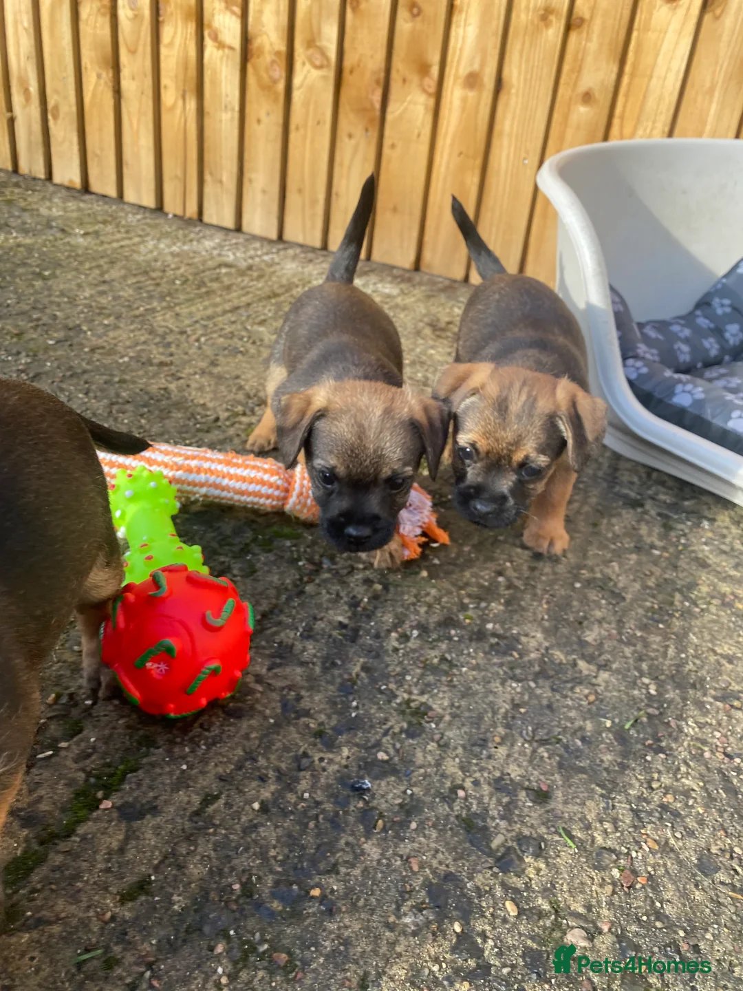 Border Terrier dogs for sale: ⭐️BORDER TERRIER PUPPIES  - Advert 14