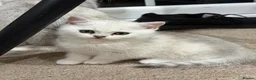 Mixed Breed cats for sale: Kittens for sale - Advert 8