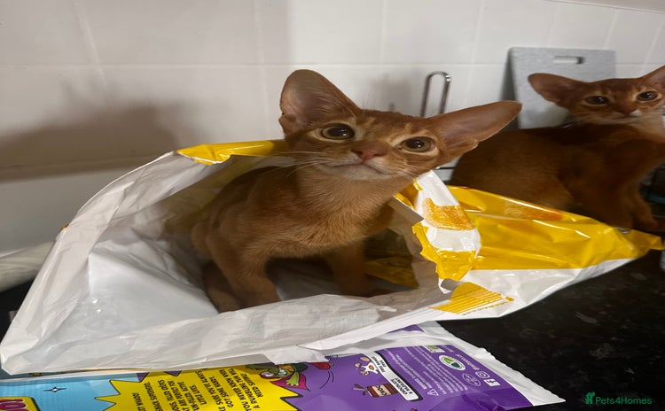 Abyssinian cats in Lincoln - Advert 3