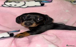 Miniature Dachshund dogs for sale: dachshund miniature  - Advert 8