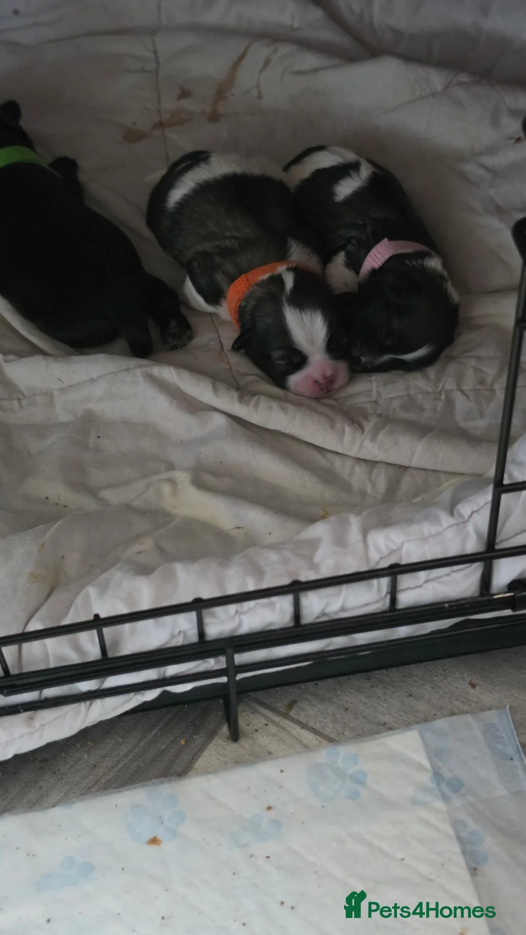 Shih Tzu dogs for sale: Shih Tzu puppies  - Advert 1