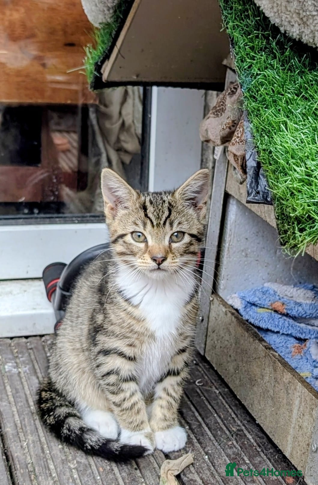 Mixed Breed cats Cute boys kittens for rehoming  - Advert 17