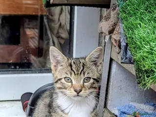 Mixed Breed cats Cute boys kittens for rehoming - Advert 17