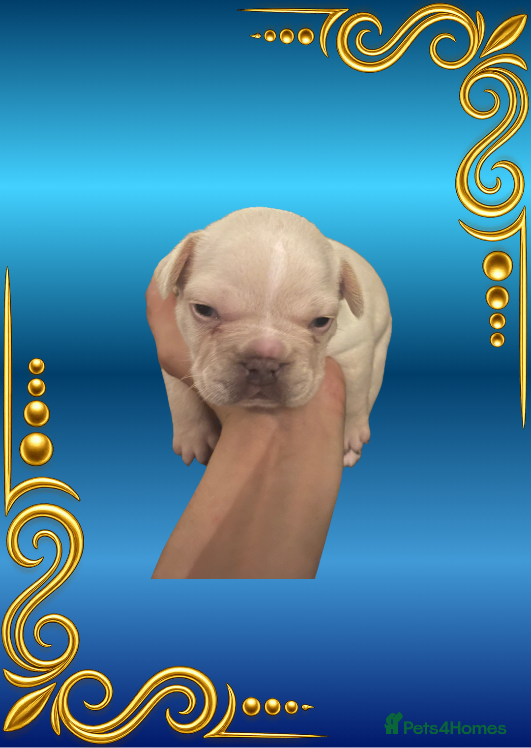 French Bulldog dogs for sale: Born Of Zeus Of Thunder - Advert 6