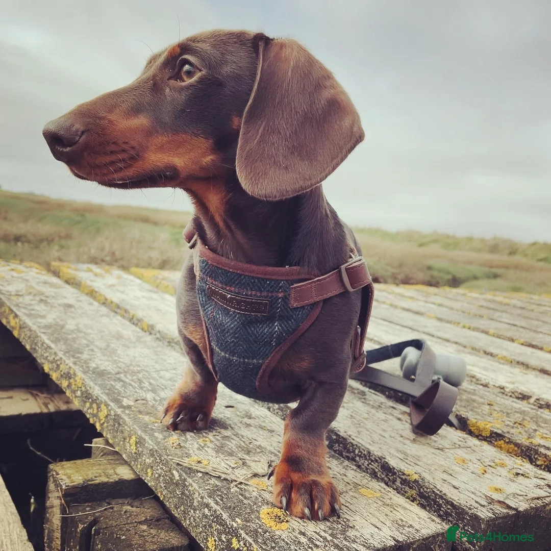 Miniature Dachshund dogs for stud: Chocolate and tan miniature Dachshund  in Spalding - Advert 2