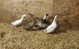 Ducks poultry for sale: Ducks for sale 3 mle 2 female  - Image 1