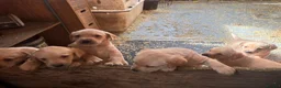 Labrador Retriever dogs for sale: labrador puppies - Advert 11