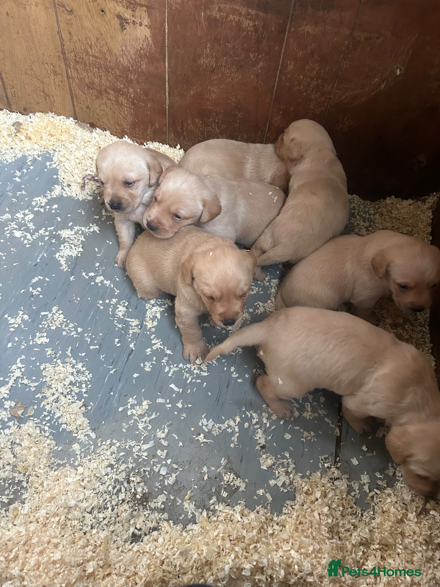 Labrador Retriever dogs Beautiful litter of golden labrador puppies - Advert 2