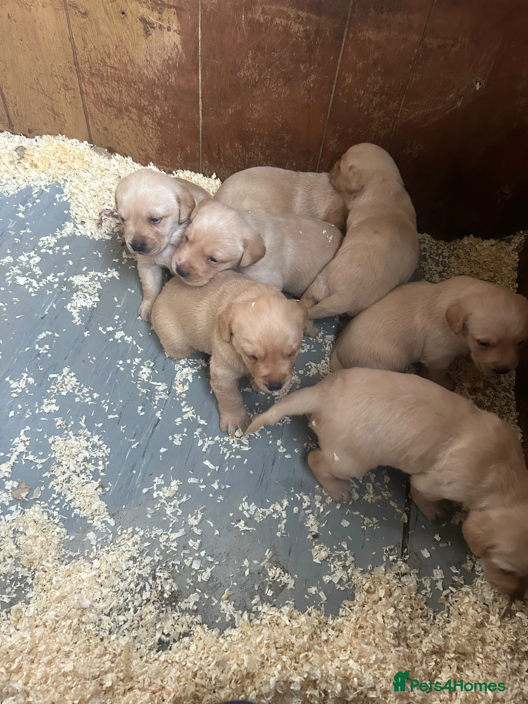 Labrador Retriever dogs for sale: Beautiful litter of golden labrador puppies - Advert 1