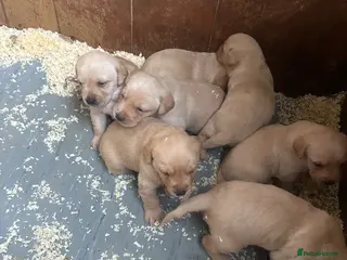 Labrador Retriever dogs Beautiful litter of golden labrador puppies - Advert 2