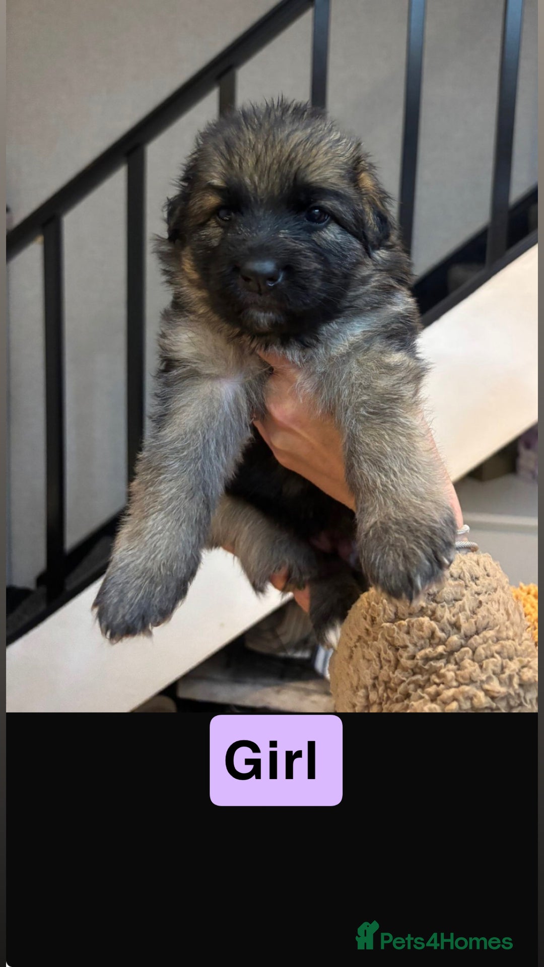 German Shepherd dogs for sale: German shepherd puppies Amber blood line  - Advert 8