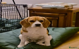Beagle dogs for sale: 2 and a half year old beagle  - Image 2