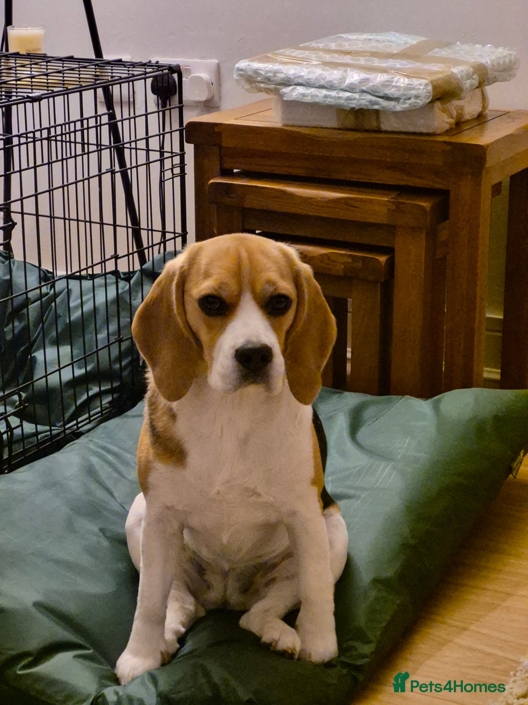 Beagle dogs for sale: 2 and a half year old beagle  - Image 2