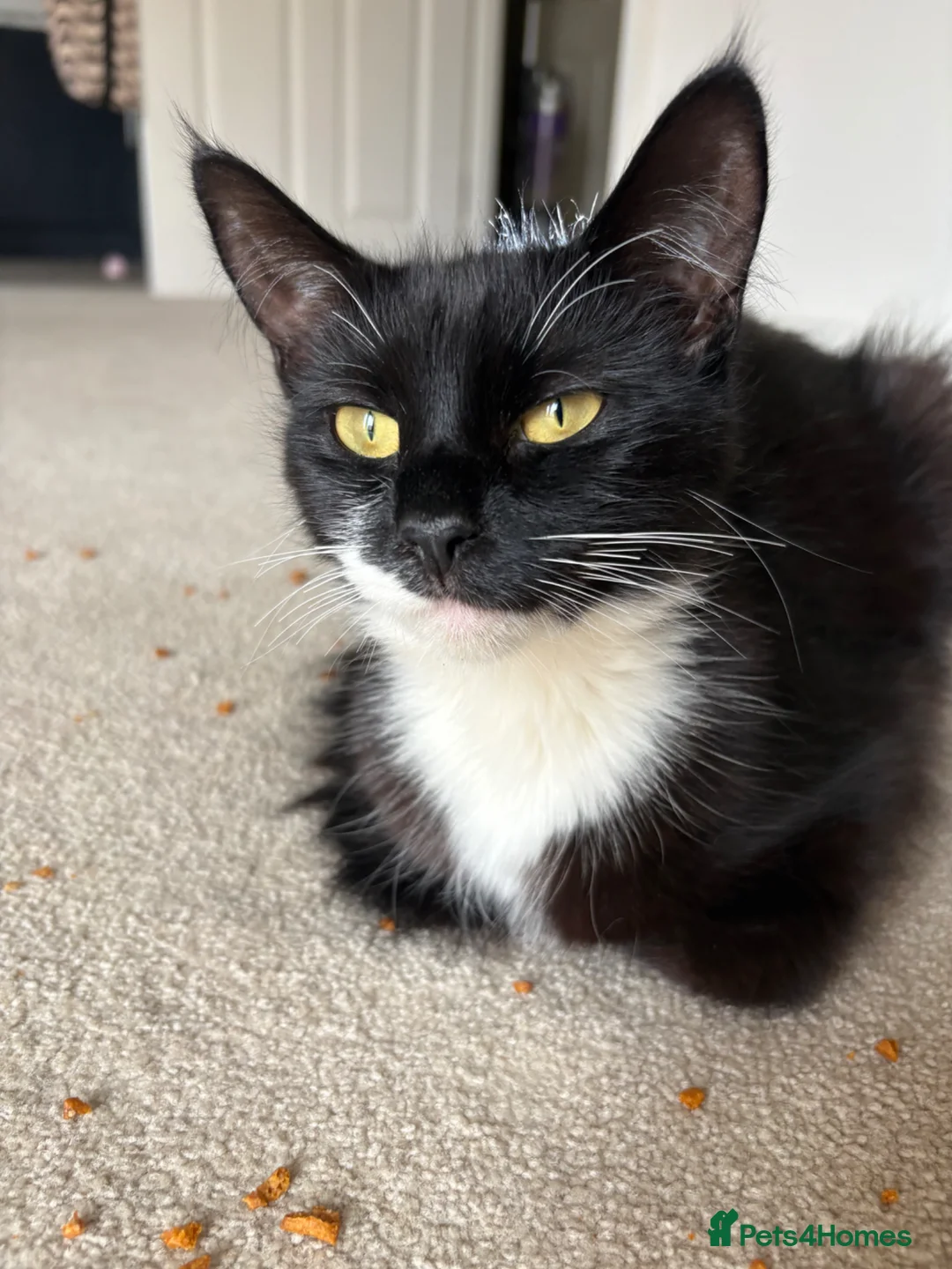 Mixed Breed cats for sale: Beautiful Persian cross  - Advert 14