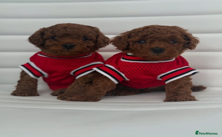 Toy Poodle dogs - Advert 1