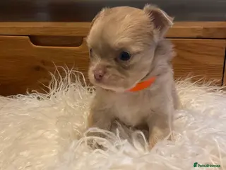 Chihuahua dogs Beautiful chihuahua puppies - Advert 10