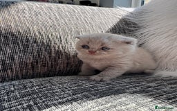 Scottish Fold cats for sale: Beautiful TICA reg Scottish Fold/Straight Kittens  - Image 20
