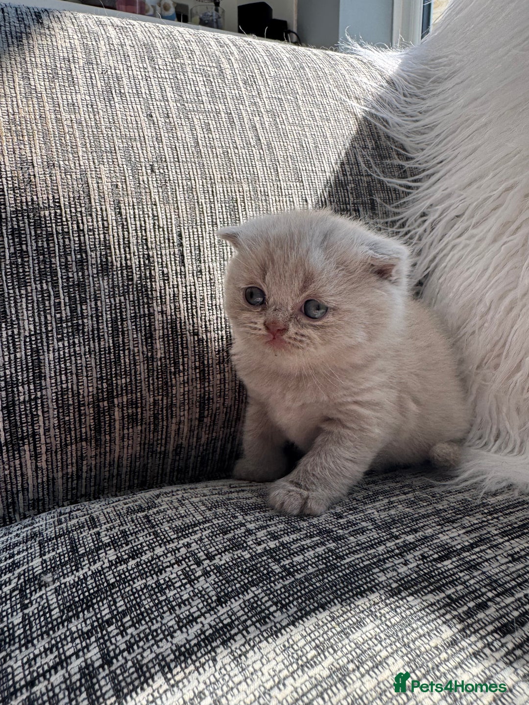 Scottish Fold cats for sale: Beautiful TICA reg Scottish Fold/Straight Kittens  - Image 20