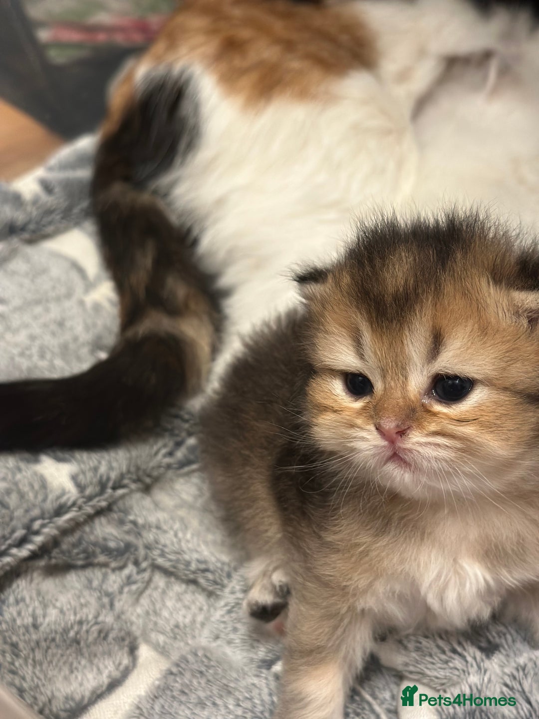 British Longhair cats for sale: Top qualityBritish longhaired kitten white&golden  - Image 4