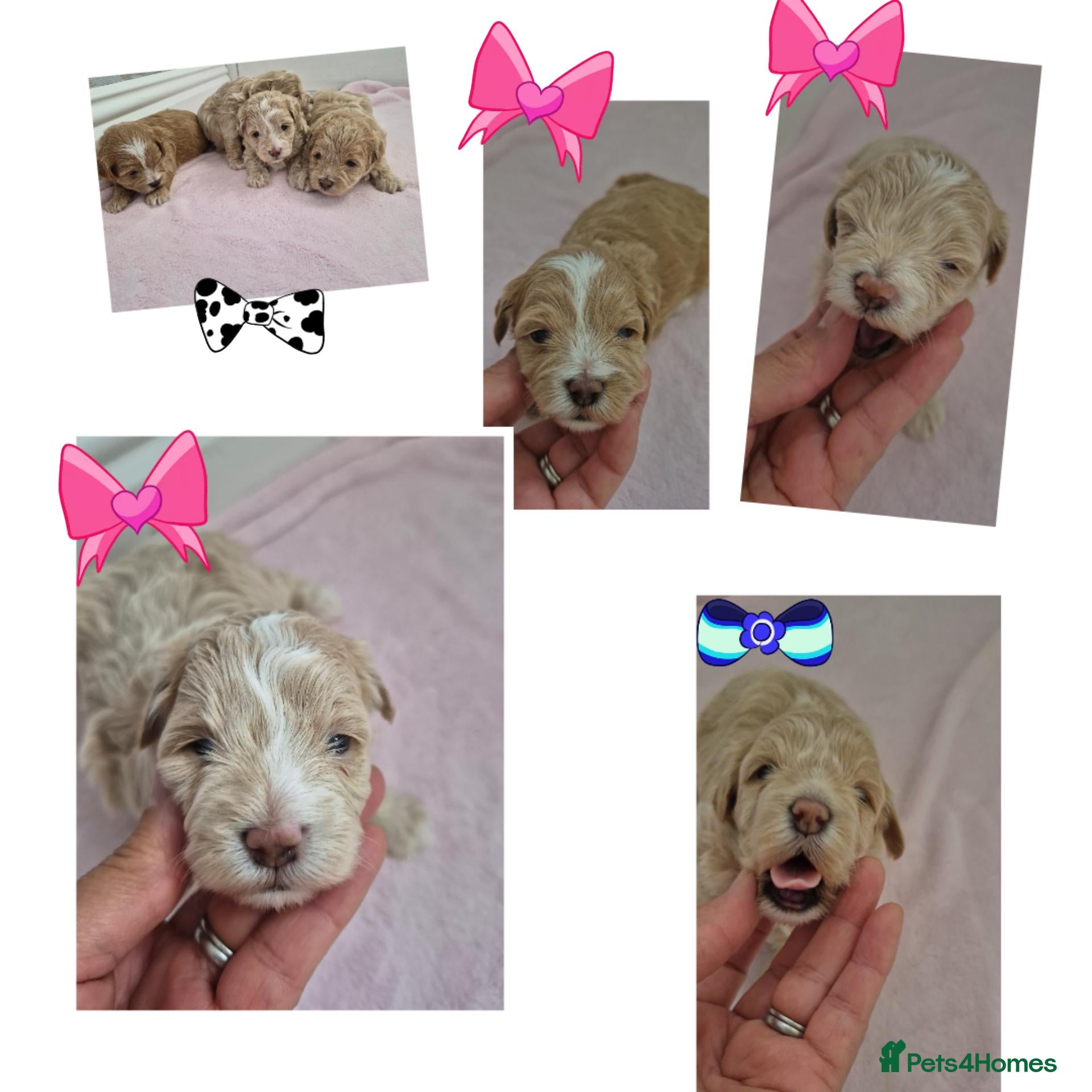 Maltipoo dogs Beautiful   maltipoo pups - Advert 1