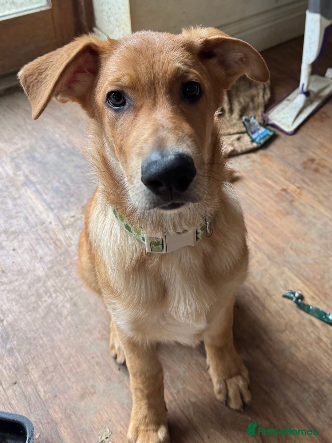 Mixed Breed dogs for sale: Beautiful Inca & handsome Nanuq PUPDATE x5 - Advert 37