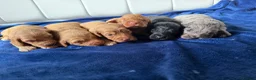 Cockapoo dogs for sale: Stunning Cockapoo Puppies DNA Tested  - Advert 4