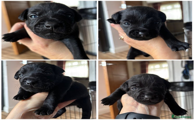 Patterdale Terrier dogs - Advert 4