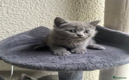 Scottish Fold cats for sale: Beautiful Scottish folds and straights kittens🎀 - Image 24