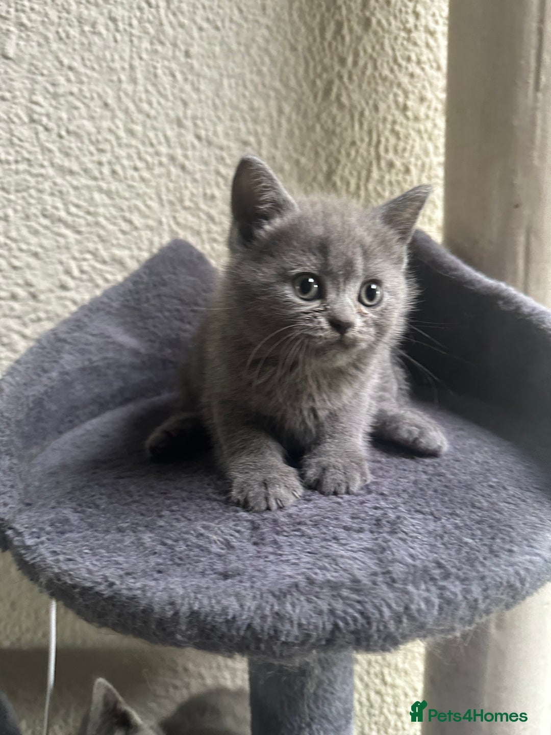 Scottish Fold cats for sale: Beautiful Scottish folds and straights kittens🎀 - Image 24