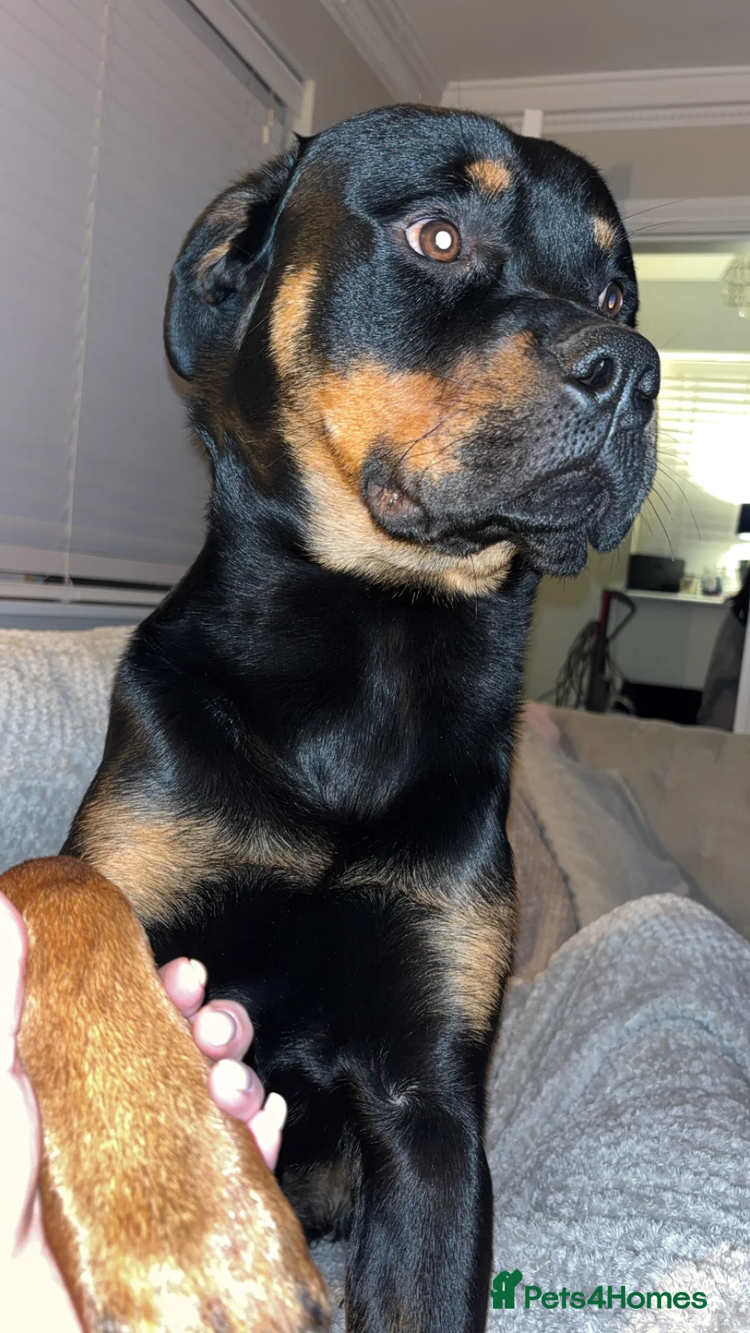 Rottweiler dogs for sale: Sad sale due to allergies - Advert 2
