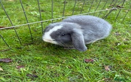 Mini Lop rabbits for sale: Mini Lops - Image 7