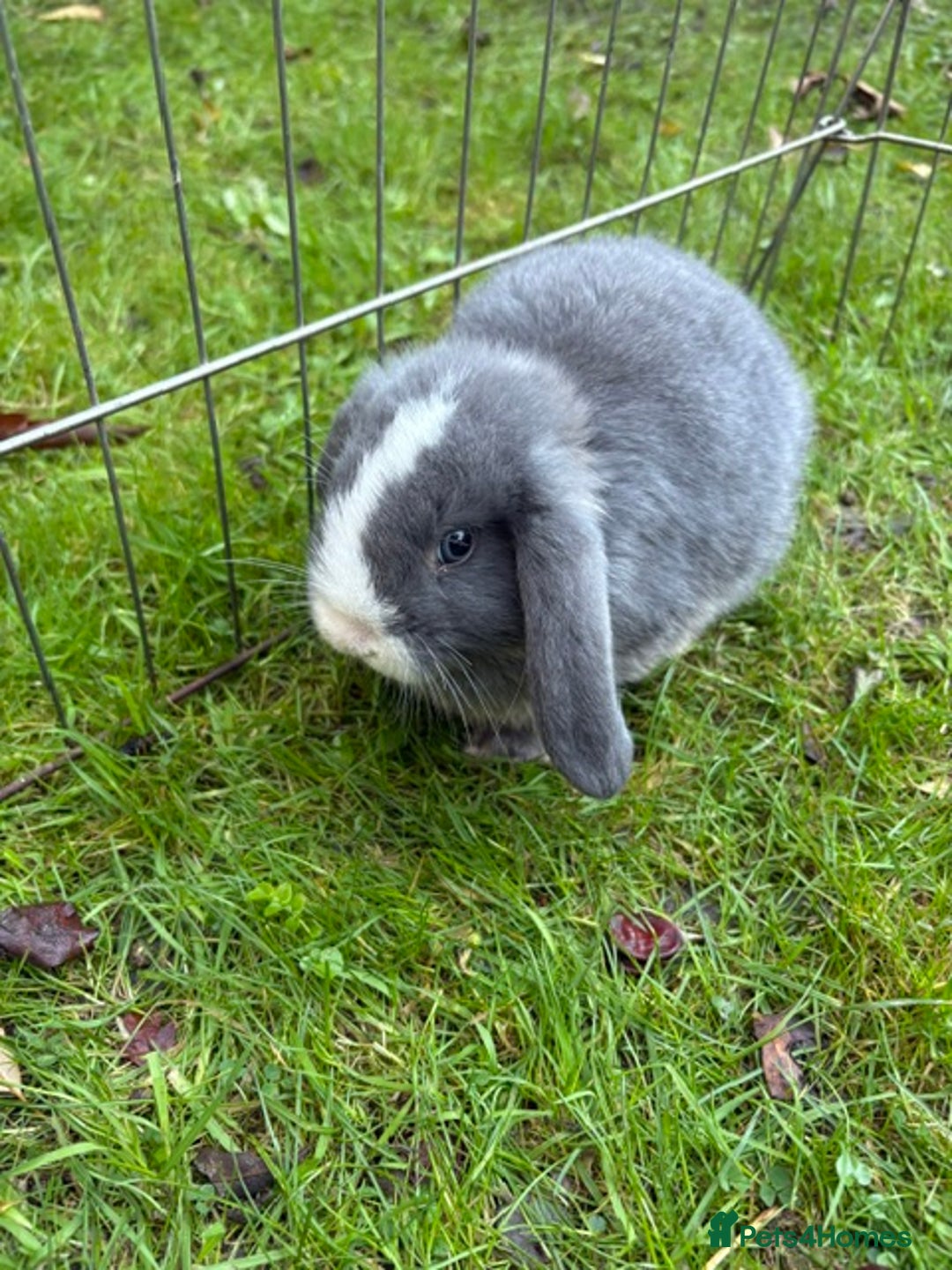 Mini Lop rabbits for sale: Mini Lops - Image 7