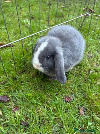 Mini Lop rabbits - Advert 13