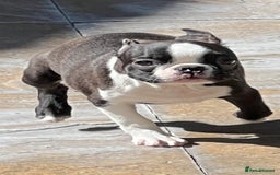 Boston Terrier dogs for sale: Female Boston Terrier - Image 5