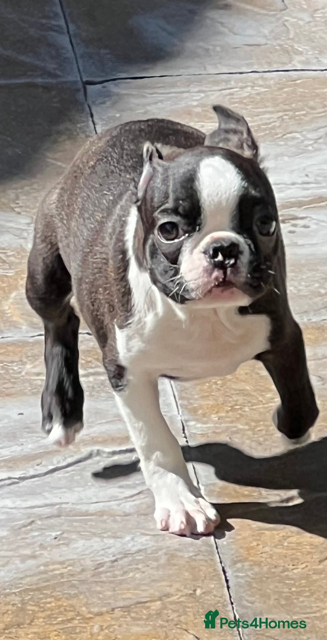 Boston Terrier dogs for sale: Female Boston Terrier - Image 5
