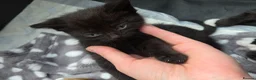 Mixed Breed cats for sale: 3 boys and 1 girl looking for  loving home in Walsall - Advert 3