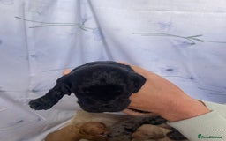 Cockapoo dogs for sale: F1 cockapoo puppies - Image 12