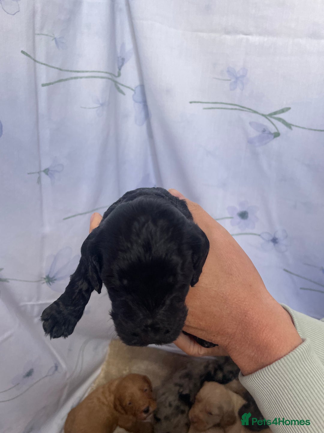 Cockapoo dogs for sale: F1 cockapoo puppies - Image 12